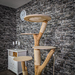 RESERVIERT + ÄNDERUNGEN - Naturkratzbaum 2148 Kratzbaum Natur Holz Design 165 cm hoch