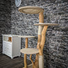 Naturkratzbaum 2352 Kratzbaum Natur Holz Design 145 cm hoch