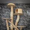 RESERVIERT + ÄNDERUNGEN - Naturkratzbaum 3695 Kratzbaum Natur Holz Design 212 cm hoch Katzenbaum